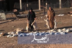  80 ألف جرعة لقاح لطاعون المجترات بالوادي