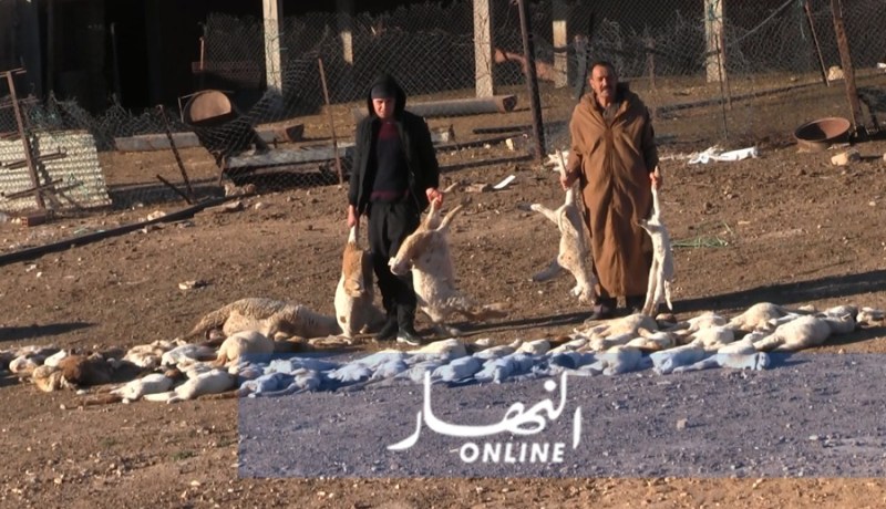  80 ألف جرعة لقاح لطاعون المجترات بالوادي