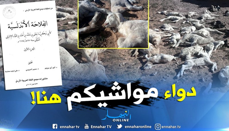 علاج طاعون المواشي في كتاب الفلاحة لـ”ابن العوام الأندلسي”