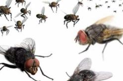 ذباب يدخل من السور المكشوف… هم لصوص ومفسدون