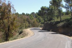 بدوي: الطّرقات الغابية مكلّفة نُوكلها لمؤسسات عمومية مختصّة