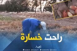 خسائر كبيرة في منتوج الطماطم الصناعية بقالمة