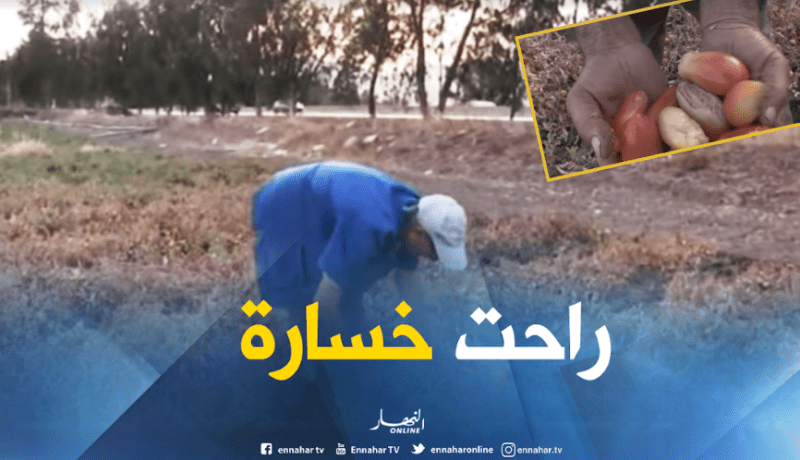 خسائر كبيرة في منتوج الطماطم الصناعية بقالمة