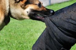 بالفيديو.. رئيس دولة أوروبية يتعرض لـ”عضة كلب”