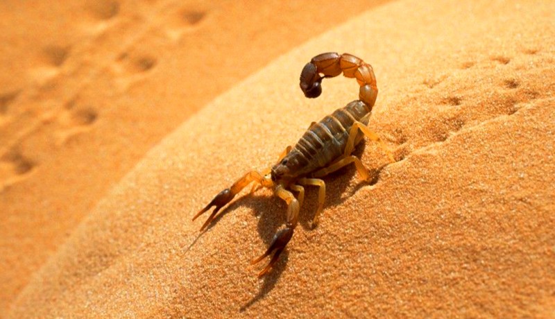 ورقلة.. إنطلاق فعاليات الحملة التحسيسية للوقاية من التسمم العقربي