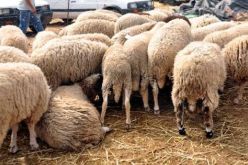 40 % تخفيضات في أسعار التأمين لمنتجي الحبوب و35 % لمربي الأبقار