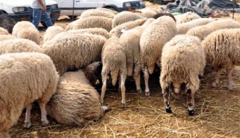 40 % تخفيضات في أسعار التأمين لمنتجي الحبوب و35 % لمربي الأبقار