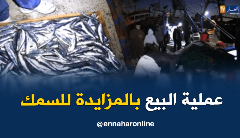 تعرف على كواليس عملية بيع السمك بالجملة بعين تموشنت
