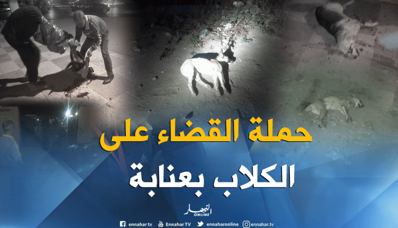 بالصور.. حملة القضاء على الكلاب الضالة تنطلق بالحجار في عنابة