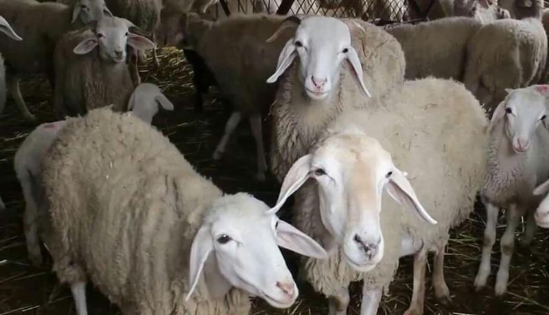 تيسمسيلت.. سرقة 85 رأس غنم خلال شهر في أنحاء متفرقة بإقليم الولاية !