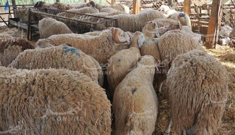 إطلاق حملة للحفاظ على شبكات الصرف الصحي خلال عيد الأضحى