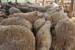 عيد الأضحى: وزارة البيئة تدعو لتفادي الذبح بالشوارع تجنبا للأمراض