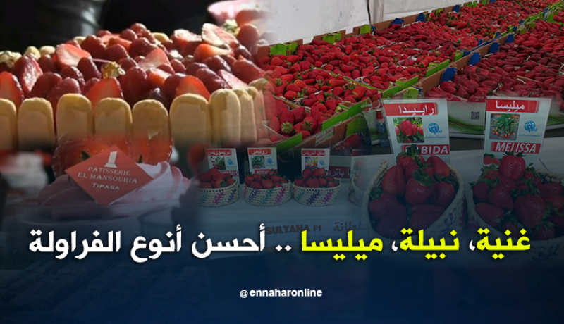 عيد الفراولة.. عرض لمختلف الأنواع وتشجيع للمنتجين في تيبازة