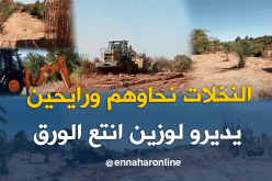 بالصور والفيديو.. هكذا أبيدت 30 نخلة لإقامة مصنع “كرطون” بزلفانة في غرداية