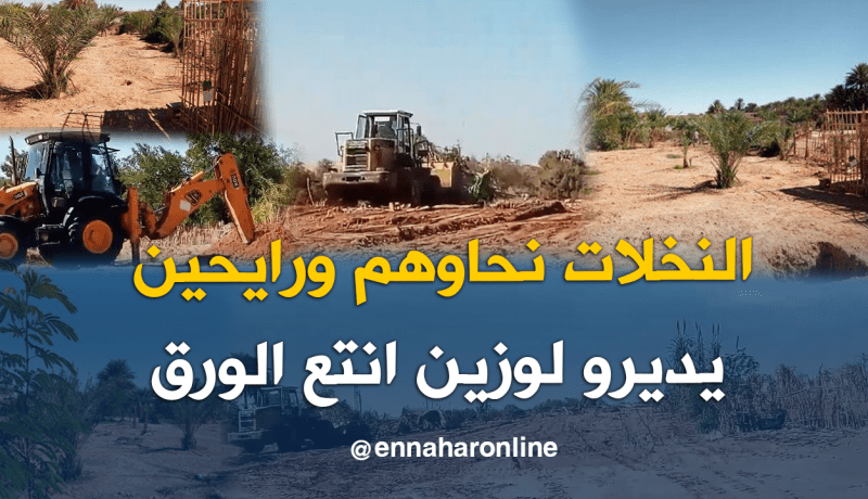 بالصور والفيديو.. هكذا أبيدت 30 نخلة لإقامة مصنع “كرطون” بزلفانة في غرداية