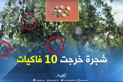 بالصور.. شجرة غير عادية تثمر أنواع مختلفة من الفاكهة