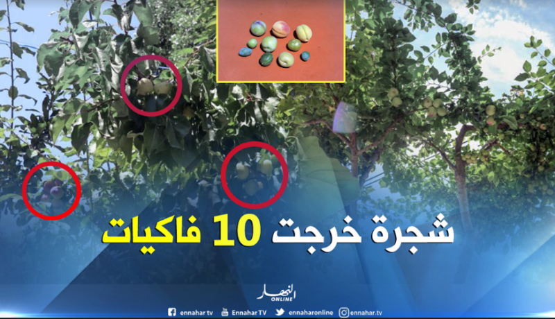 بالصور.. شجرة غير عادية تثمر أنواع مختلفة من الفاكهة