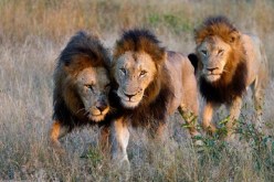 ثلاثة أسود تنقذ فتاة من خاطفيها