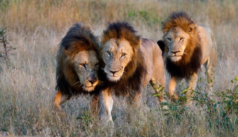 ثلاثة أسود تنقذ فتاة من خاطفيها