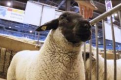 فرنسا تصادر 300 أضحية بإيعاز “باردو”!