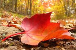 أول أيام فصل الخريف غداً الإثنين