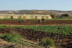 تحقيقات حول نهب العقار الفلاحي بعد شكوى من فلاحين بالحروش في سكيكدة 