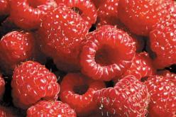 توت الأحمر لحماية القلب ومحاربة الشيخوخة