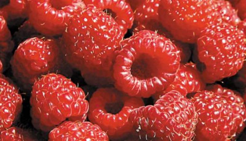 توت الأحمر لحماية القلب ومحاربة الشيخوخة