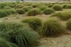 محمودي.. سيتم قريبا إعادة تحيين الغطاء النباتي للحلفاء