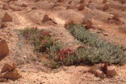 انهيار قبر يكشف بقاء الجثة على حالتها منذ 30 سنة بالوادي