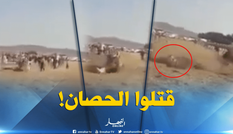 بالفيديو.. عرس يتحول إلى مأتم بسبب دهس الحصان لوالد العريس بميلة