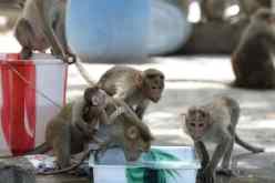 الهند: مجموعة قردة تختطف توأما رضيعا وتقتل طفلة