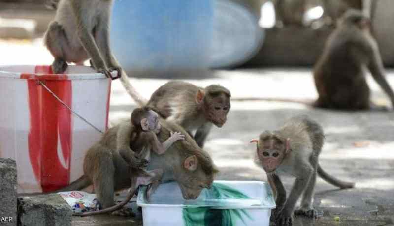 الهند: مجموعة قردة تختطف توأما رضيعا وتقتل طفلة