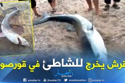 بالفيديو والصور.. نفوق قرش بشاطئ قورصو في بومرداس