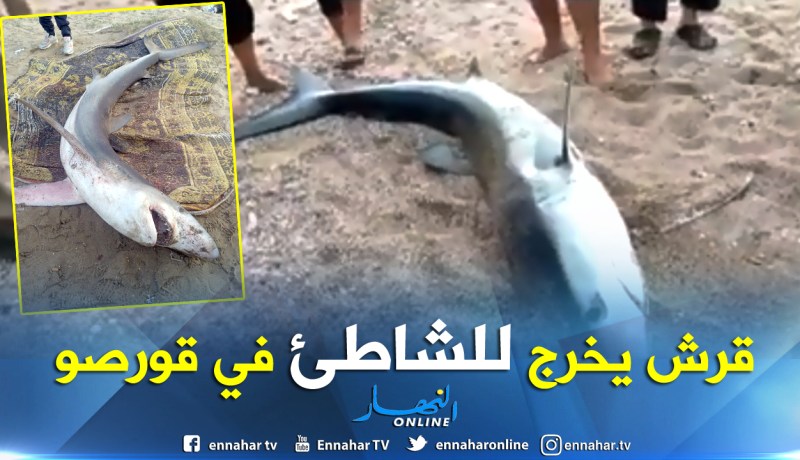 بالفيديو والصور.. نفوق قرش بشاطئ قورصو في بومرداس