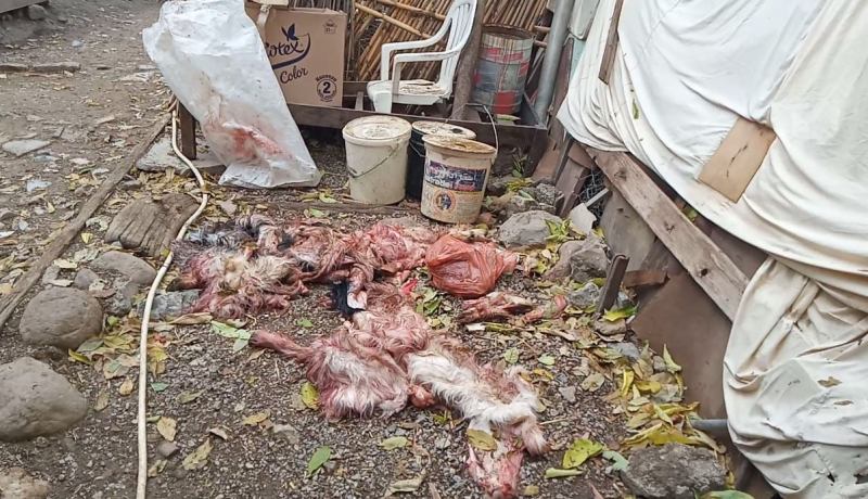 قسنطينة: الكشف عن كوخ يستغل كمذبح غير شرعي وحجز لحوم وأحشاء