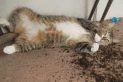 بالفيديو..قط يتعاطى الماريغوانا يشعل مواقع التواصل الإجتماعي