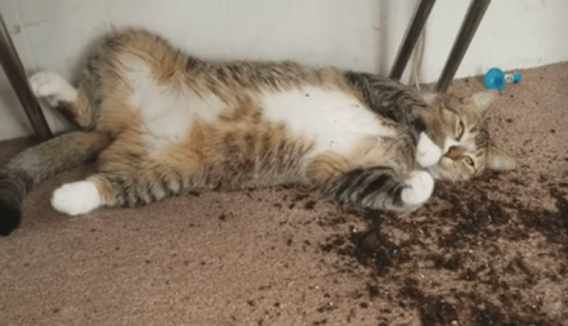 بالفيديو..قط يتعاطى الماريغوانا يشعل مواقع التواصل الإجتماعي