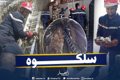 بالصور.. إنقاذ قط علق فوق نخلة في تبسة