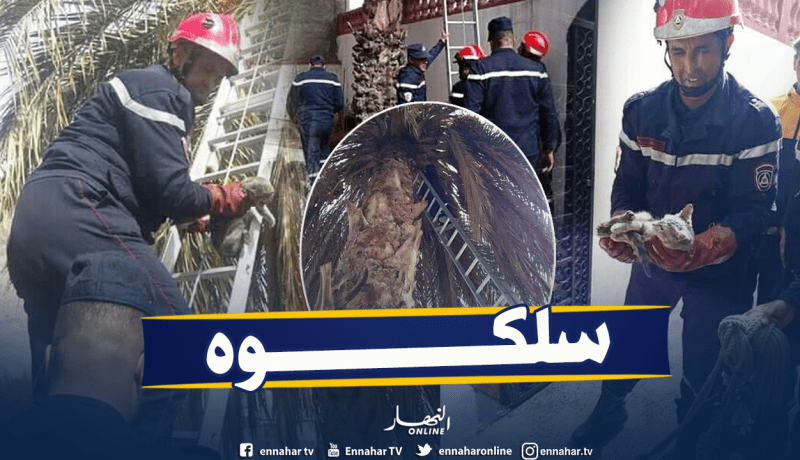 بالصور.. إنقاذ قط علق فوق نخلة في تبسة