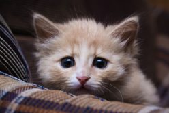 بعد الضجة الكبيرة.. الكشف عن قصة تعذيب قطة بشكل وحشي على يد فتاتين