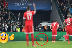 الإتحاد الأوروبي يعاقب بشكتاش بسبب قطة !