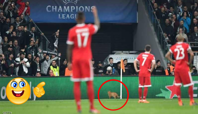 الإتحاد الأوروبي يعاقب بشكتاش بسبب قطة !