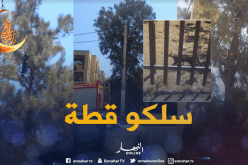 الحماية المدنية تنقذ قطة عالقة فوق شجرة بالمحمدية بالعاصمة
