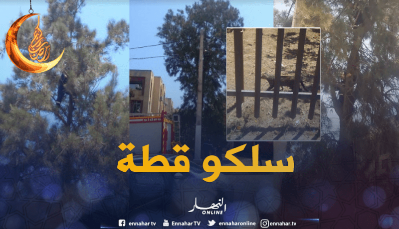 الحماية المدنية تنقذ قطة عالقة فوق شجرة بالمحمدية بالعاصمة