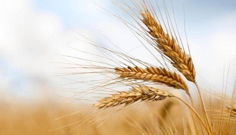 الجزائر تطرح مناقصة دولية لشراء 50 ألف طن من القمح
