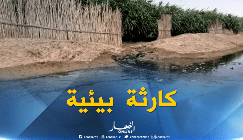 كارثة بيئية خطيرة تهدد المحاصيل الزراعية في بلدية بن ناصر بن شهرة بالأغواط