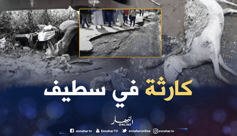 بالفيديو.. الأمطار تتسبب في إقتلاع طرقات ونفوق أغنام بسطيف