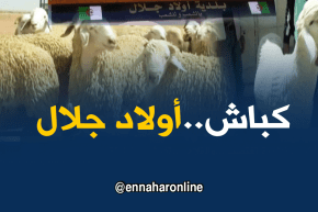 بسكرة: كباش أولاد جلال..سلالة بحاجة لدراسات جادة للتعرف أكثر على خصائصها