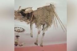 كبش خارق يجتاز سقفا هشا!